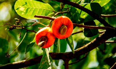 Novotel Goa Resorts & Spa Introduces Cashew Trail