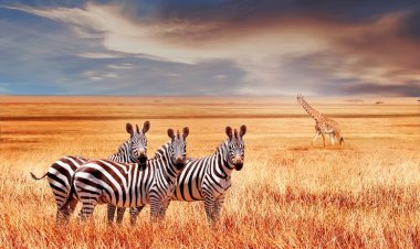 Kenya Tourism Board Partners with BRANDit to Strengthen Presence in India