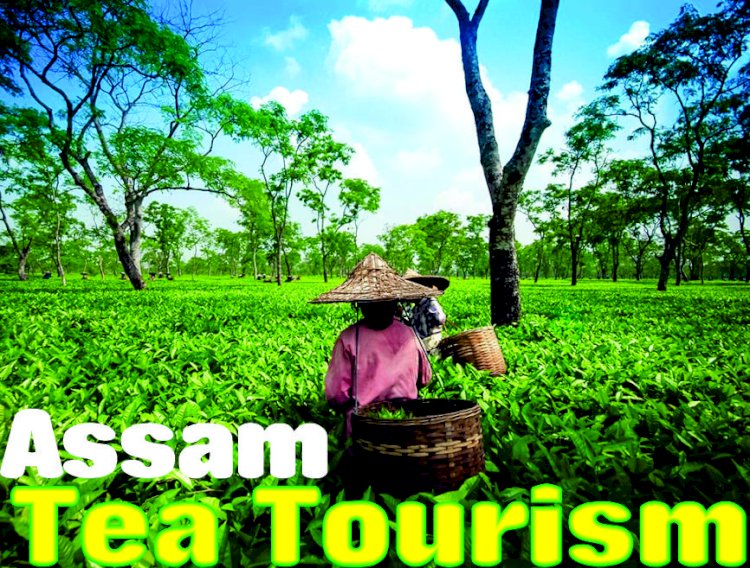 tea tourism in assam