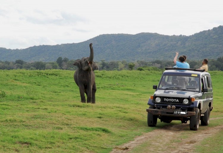 Understanding Sri Lanka’s Gentle Giants